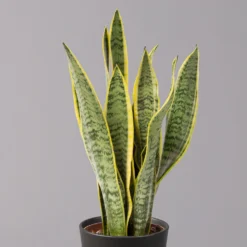 Bogenhanf In Keramiktopf Dallas Anthrazit, Topf-Ø 12 Cm, 2er-Set 10 Bogenhanf In Keramiktopf Dallas Anthrazit, Topf-Ø 12 Cm, 2er-Set -Zimmer & Garten Verkäufe 0250200718 Sansev Laurentii Dallas anthrazit 2