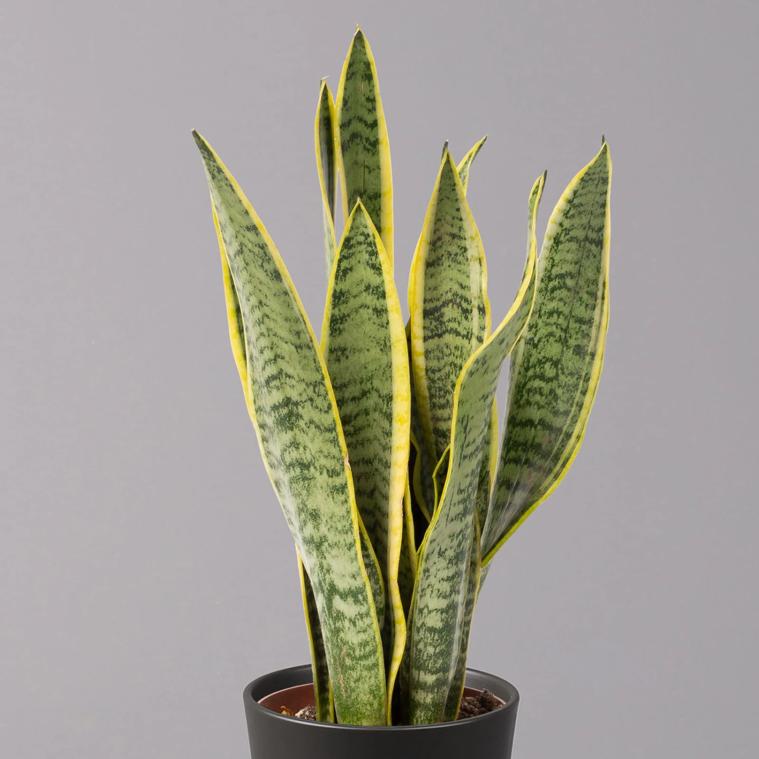 Bogenhanf In Keramiktopf Dallas Anthrazit, Topf-Ø 12 Cm, 2er-Set 3 Bogenhanf In Keramiktopf Dallas Anthrazit, Topf-Ø 12 Cm, 2er-Set – Bild 3