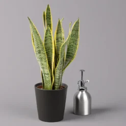 Bogenhanf In Keramiktopf Dallas Anthrazit, Topf-Ø 12 Cm, 2er-Set 11 Bogenhanf In Keramiktopf Dallas Anthrazit, Topf-Ø 12 Cm, 2er-Set -Zimmer & Garten Verkäufe 0250200718 Sansev Laurentii Dallas anthrazit 3