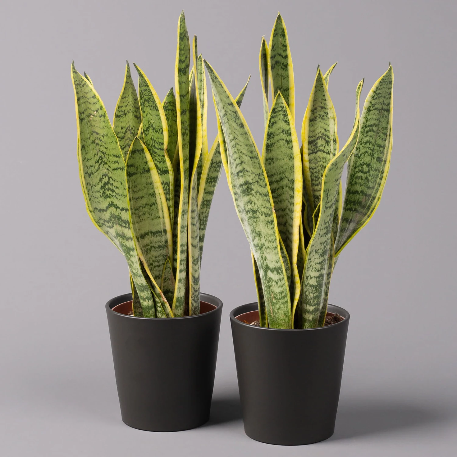 Bogenhanf In Keramiktopf Dallas Anthrazit, Topf-Ø 12 Cm, 2er-Set 1 Bogenhanf In Keramiktopf Dallas Anthrazit, Topf-Ø 12 Cm, 2er-Set