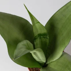 Bogenhanf 'Moonshine' In Übertopf Vibes Rosa, Topf-Ø 12 Cm, Höhe Ca. 45 Cm -Zimmer & Garten Verkäufe 0250200807 0250200808 0250200809 sansevieria moonshine T12 1 2 123611