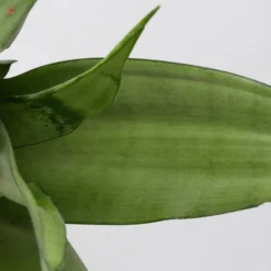 Bogenhanf 'Moonshine' In Übertopf Vibes Rosa, Topf-Ø 12 Cm, Höhe Ca. 45 Cm -Zimmer & Garten Verkäufe 0250200807 0250200808 0250200809 sansevieria moonshine T12 1 3 123610