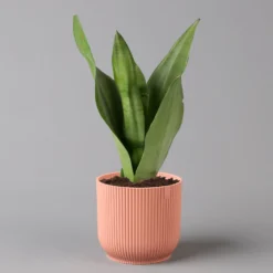 Bogenhanf 'Moonshine' In Übertopf Vibes Rosa, Topf-Ø 12 Cm, Höhe Ca. 45 Cm