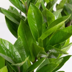 Glücksfeder Inkl. Übertopf 'Dallas' Weiß, Topf-Ø 12 Cm, 3er-Set -Zimmer & Garten Verkäufe 0250300104 Zamioculcas zamiifolia mit Keramiktopf Dallas 3er Set 3