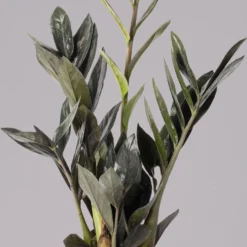Glücksfeder 'Raven', Schwarz, Topf-Ø 14 Cm, Höhe Ca. 45 Cm -Zimmer & Garten Verkäufe 0250300121 Zamioculcas Raven T14 12 117760