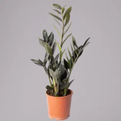 Glücksfeder 'Raven', Schwarz, Topf-Ø 14 Cm, Höhe Ca. 45 Cm