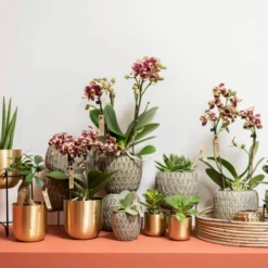 Phalaenopsis, Gesprenkelte Sorten, 3 Rispen, Topf-Ø 9 Cm, Höhe Ca. 30 Cm -Zimmer & Garten Verkäufe 0290100047