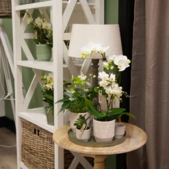 Phalaenopsis, Weißtöne, 2 Rispen, Topf-Ø 9 Cm, Höhe Ca. 30 Cm -Zimmer & Garten Verkäufe 0290100048 0290100049