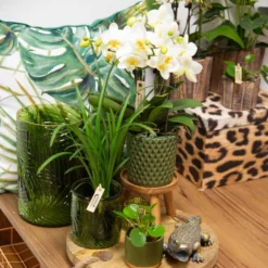 Phalaenopsis, Weißtöne, 2 Rispen, Topf-Ø 9 Cm, Höhe Ca. 30 Cm -Zimmer & Garten Verkäufe 0290100048 2