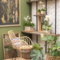 Phalaenopsis, Weißtöne, 2 Rispen, Topf-Ø 9 Cm, Höhe Ca. 30 Cm -Zimmer & Garten Verkäufe 0290100048 3