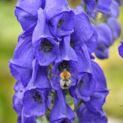 Schattenstauden Set, 18 Pflanzen Für 3 M², Bunt -Zimmer & Garten Verkäufe 0310100016 Aconitum napellus tk 122491