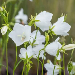 Schattenstauden Set, 18 Pflanzen Für 3 M², Bunt -Zimmer & Garten Verkäufe 0310100128 campanula grandiflora 122683