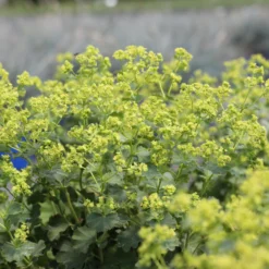 Frauenmantel Grün-gelb, Topf-Ø 11 Cm, 3er-Set 11 Frauenmantel Grün-gelb, Topf-Ø 11 Cm, 3er-Set -Zimmer & Garten Verkäufe 0310100893 Alchemilla mollis 1 79990