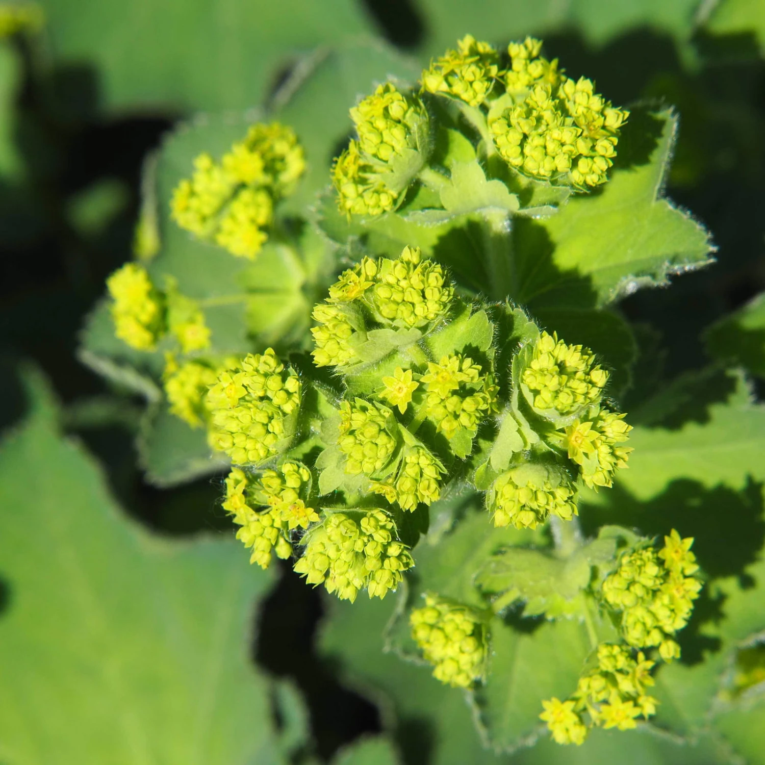 Frauenmantel Grün-gelb, Topf-Ø 11 Cm, 3er-Set 2 Frauenmantel Grün-gelb, Topf-Ø 11 Cm, 3er-Set - Image 2