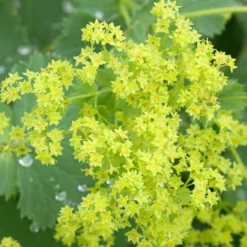 Frauenmantel Grün-gelb, Topf-Ø 11 Cm, 3er-Set 10 Frauenmantel Grün-gelb, Topf-Ø 11 Cm, 3er-Set -Zimmer & Garten Verkäufe 0310100893 Alchemilla mollis Koelle 9cm Topf 67664