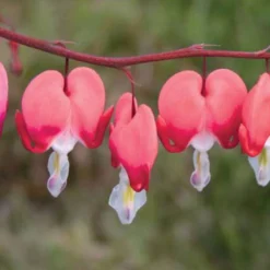 Schattenstauden Set, 18 Pflanzen Für 3 M², Bunt -Zimmer & Garten Verkäufe 0310105664 Dicentra spectabilis Valentine Koelle 11cm Topf rot 01 45604