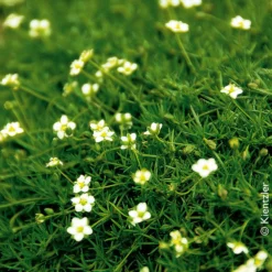 Sternmoos Mit Eulenstecker, Topf-Ø 6 Cm, 12er-Set 8 Sternmoos Mit Eulenstecker, Topf-Ø 6 Cm, 12er-Set -Zimmer & Garten Verkäufe 0310106444 Sagina subulata Irish Moos KB FF 12 cm Topf 51333