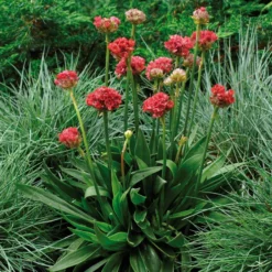 Grasnelke 'Ballerina Red' Rot, Topf-Ø 12 Cm, 3er-Set