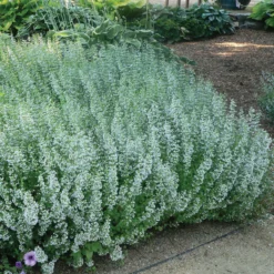 Schmetterlingsstauden Set, 19 Pflanzen Für 3 M², Bunt -Zimmer & Garten Verkäufe 0310107644 Calamintha nepeta Koelle 11cm Topf blau 75687