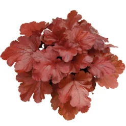 Purpurglöckchen 'Fire Alarm', Topf-Ø 12 Cm, 3er-Set -Zimmer & Garten Verkäufe 0310150064 KB Heuchera FireAlarm 12cmTopf Neu 39220