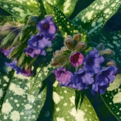 Lungenkraut 'Trevi Fountain®' Blauviolett, Topf-Ø 12 Cm, 3er-Set