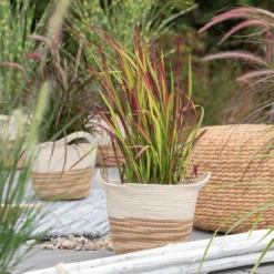 Japanisches Blutgras 'Red Baron', Blattspitzen In Rot, Topf -Ø 19 Cm -Zimmer & Garten Verkäufe 0310300343 Imperata cylindrica Red Baron 1 81621