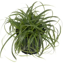 Segge 'Ribbon Falls' Dunkelgrün, Topf-Ø 12 Cm, 3er-Set -Zimmer & Garten Verkäufe 0310300594 Carex Ribbon Falls 1 85224