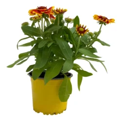Kokardenblume, Farbe Nach Verfügbarkeit, Topf-Ø 12/13 Cm, 6er-Set -Zimmer & Garten Verkäufe 0310500624 Gaillardia aristata gelbrot 2 111886