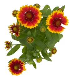 Kokardenblume, Farbe Nach Verfügbarkeit, Topf-Ø 12/13 Cm, 6er-Set -Zimmer & Garten Verkäufe 0310500624 Gaillardia aristata gelbrot 4 111887