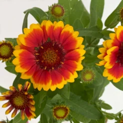 Kokardenblume, Farbe Nach Verfügbarkeit, Topf-Ø 12/13 Cm, 6er-Set -Zimmer & Garten Verkäufe 0310500624 Gaillardia aristata gelbrot 6 111867