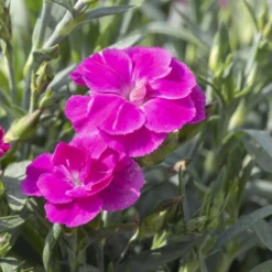 Duftnelken 'Peman' Pink, Topf-Ø 12/13 Cm, 6er-Set -Zimmer & Garten Verkäufe 0310501037 Dianthus Peman 3er Set 87643
