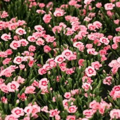 Stauden Nelken 'Peach Party®' Apricot Mit Rotem Auge, Topf-Ø 10,5 Cm, 6er-Set -Zimmer & Garten Verkäufe 0310501038 Dianthus Peach Party 3er Set2 87648