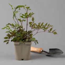 Bio Prachtspiere Weiß, Topf-Ø 11 Cm, 3er-Set -Zimmer & Garten Verkäufe 0319100264 astilbe arendsii weiss 125683