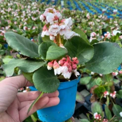 Bio Bergenie 'Harzkristall' Rosa-weiß, Topf-Ø 12 Cm, 3er-Set -Zimmer & Garten Verkäufe 0319100266 bergenia harzkristall rosa wei 4 121727