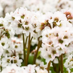 Schattenstauden Set, 18 Pflanzen Für 3 M², Bunt -Zimmer & Garten Verkäufe 0319100267 Bergenia Schneekristall weiss1.jpg 84692