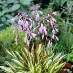 Rotstiel-Funkie 'Cherry Berry' Hellviolett, Topf-Ø 11 Cm, 3er-Set