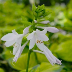 Funkie 'Stained Glass' Hellviolett, Topf-Ø 11 Cm, 3er-Set -Zimmer & Garten Verkäufe 0319100343 Hosta Stained Glass 3er Set 9 113851