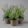 Segge 'Ribbon Falls' Dunkelgrün, Topf-Ø 12 Cm, 3er-Set