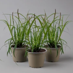 Segge 'Ribbon Falls' Dunkelgrün, Topf-Ø 12 Cm, 3er-Set