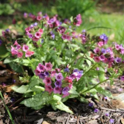 Lungenkraut 'Silver Bouquet' Rosa-blau, Topf-Ø 12 Cm, 3er-Set -Zimmer & Garten Verkäufe 0319100459 Pulmonaria Hybr Silver Bouquet 3er Set rosa blau 92573