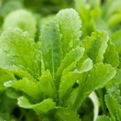 Kugeldistel 'Taplow Blue' Blau, Topf-Ø 11 Cm, 3er-Set -Zimmer & Garten Verkäufe 0319100478 Echinops bann Taplow Blue 3er Set blau 1 110445