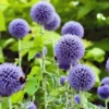 Kugeldistel 'Taplow Blue' Blau, Topf-Ø 11 Cm, 3er-Set