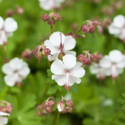 Schattenstauden Set, 18 Pflanzen Für 3 M², Bunt -Zimmer & Garten Verkäufe 0319100480 Geranium cantab Biokovo 3er Set weiss 1 107560