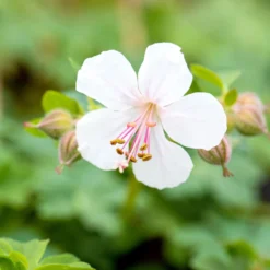 Schattenstauden Set, 18 Pflanzen Für 3 M², Bunt -Zimmer & Garten Verkäufe 0319100480 Geranium cantab Biokovo 3er Set weiss 2 107561