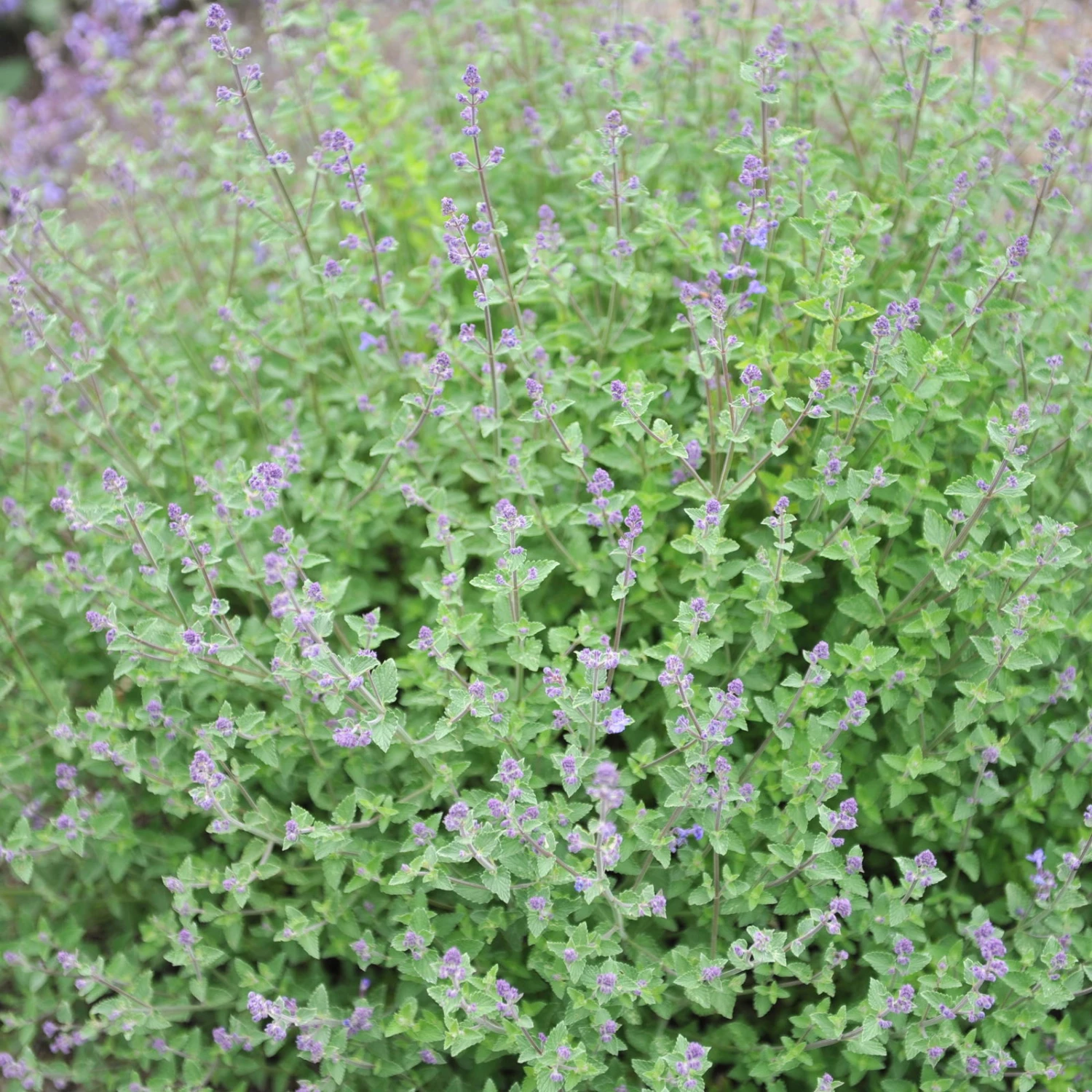 Katzenminze 'Kit Cat' Blau, Topf-Ø 11 Cm, 3er-Set 1 Katzenminze 'Kit Cat' Blau, Topf-Ø 11 Cm, 3er-Set