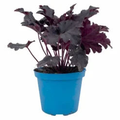 Purpurglöckchen 'Timeless Night', Schwarzviolett, Topf-Ø 12 Cm, 3er-Set -Zimmer & Garten Verkäufe 0319100531 Heuchera Timeless Night 12cm Blatt schwarzviolett 3er Set 1 114781