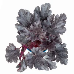 Purpurglöckchen 'Timeless Night', Schwarzviolett, Topf-Ø 12 Cm, 3er-Set -Zimmer & Garten Verkäufe 0319100531 Heuchera Timeless Night 12cm Blatt schwarzviolett 3er Set 5 114782