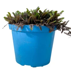 Fiederpolster 'Inkognito' Schwarzgrün, Topf-Ø 12 Cm, 3er-Set -Zimmer & Garten Verkäufe 0319100532 Leptinella Inkognito 3erSet T12 schwarzgruen 1 116555