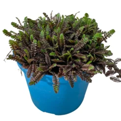 Fiederpolster 'Inkognito' Schwarzgrün, Topf-Ø 12 Cm, 3er-Set -Zimmer & Garten Verkäufe 0319100532 Leptinella Inkognito 3erSet T12 schwarzgruen 2 116556