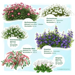 Schattenstauden Set, 18 Pflanzen Für 3 M², Bunt -Zimmer & Garten Verkäufe 0319100546 Schatten Staudenset 3m2 2 122224